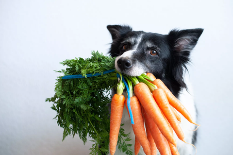 What Fruits and Vegetables Can Dogs Eat?