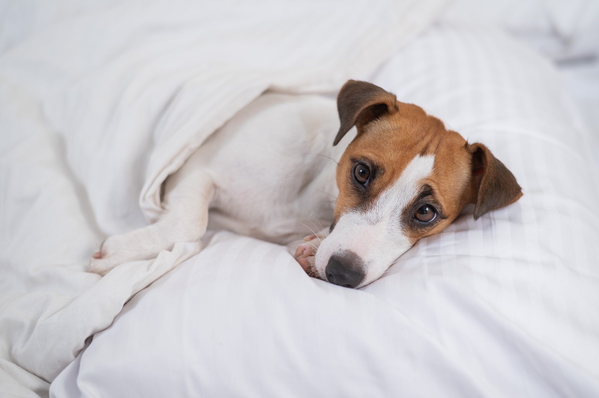 Addison’s Disease in Dogs