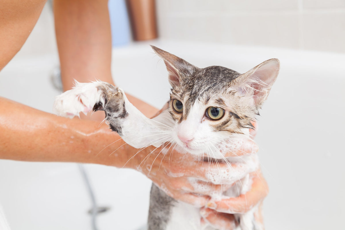 Do cats need baths? 3 cats need baths