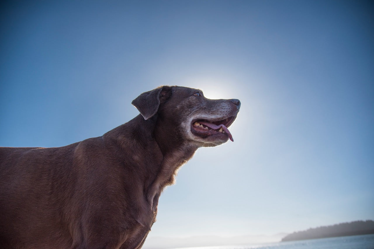 Animal Pain Awareness Month