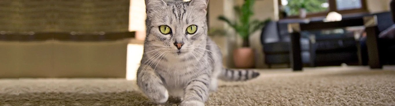 Diapers for Cats that spray