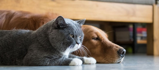 Signs of Pet Anxiety, dog anxiety signs