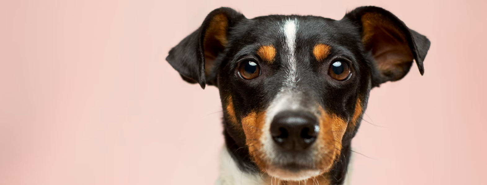 Osteochondritis Dissecans in dogs