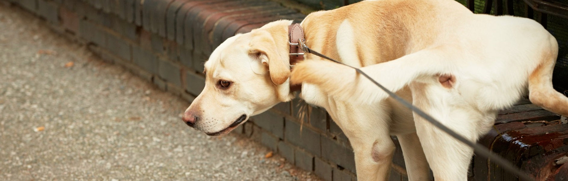 Canine Urine Marking Indoors