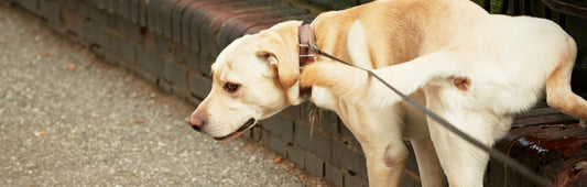 Canine Urine Marking Indoors