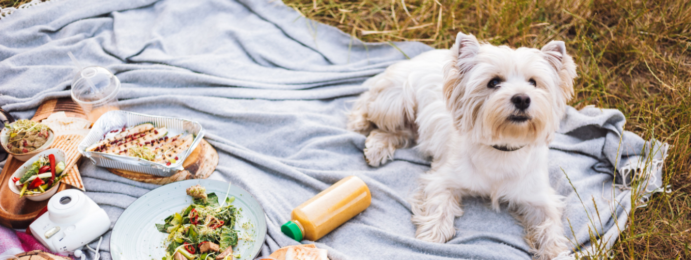 Why is proper dog nutrition important?
