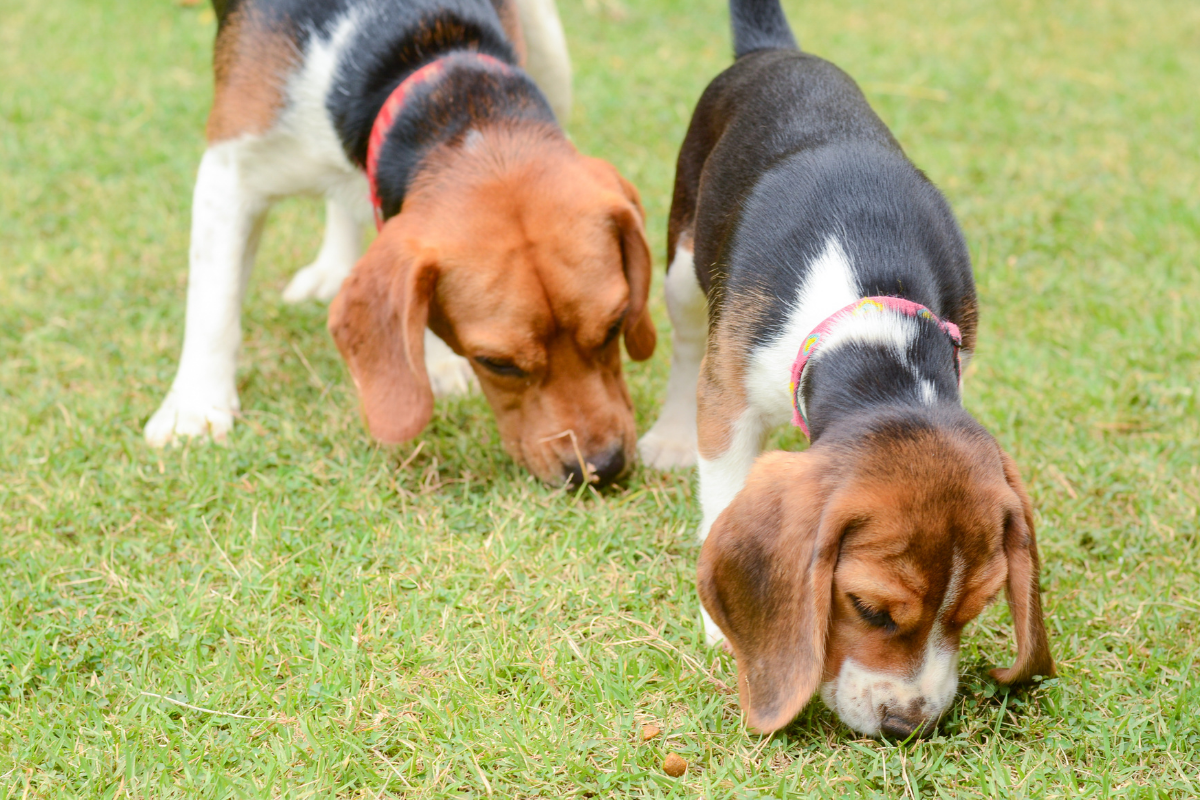 10 Ways a Snuffle Mat For Dogs Helps Your Dog