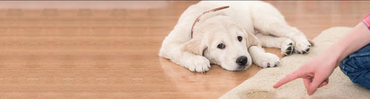 Spay incontinence in dogs, spay incontinence, dog incontinence 