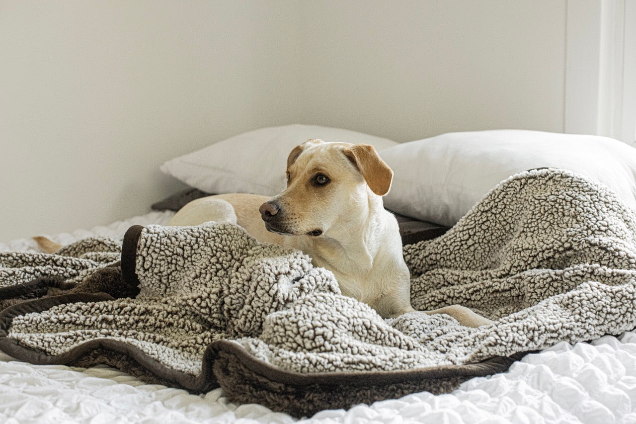 Signs of Stress in Dogs