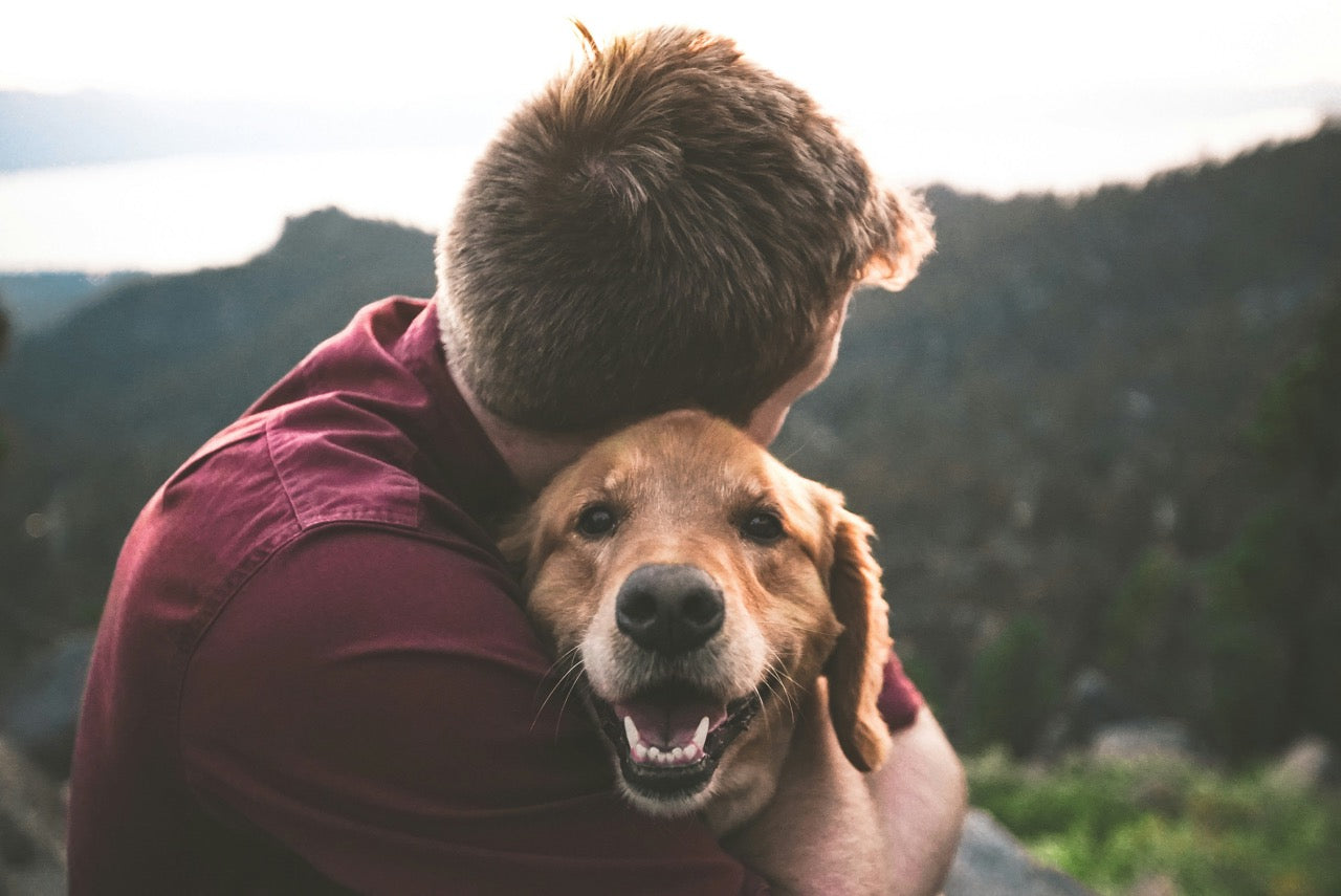 Responsible Dog Ownership Day