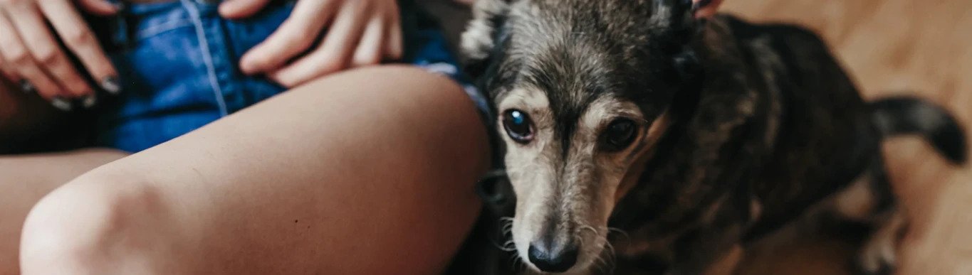 How to Recognize Mental Illnesses in Dogs