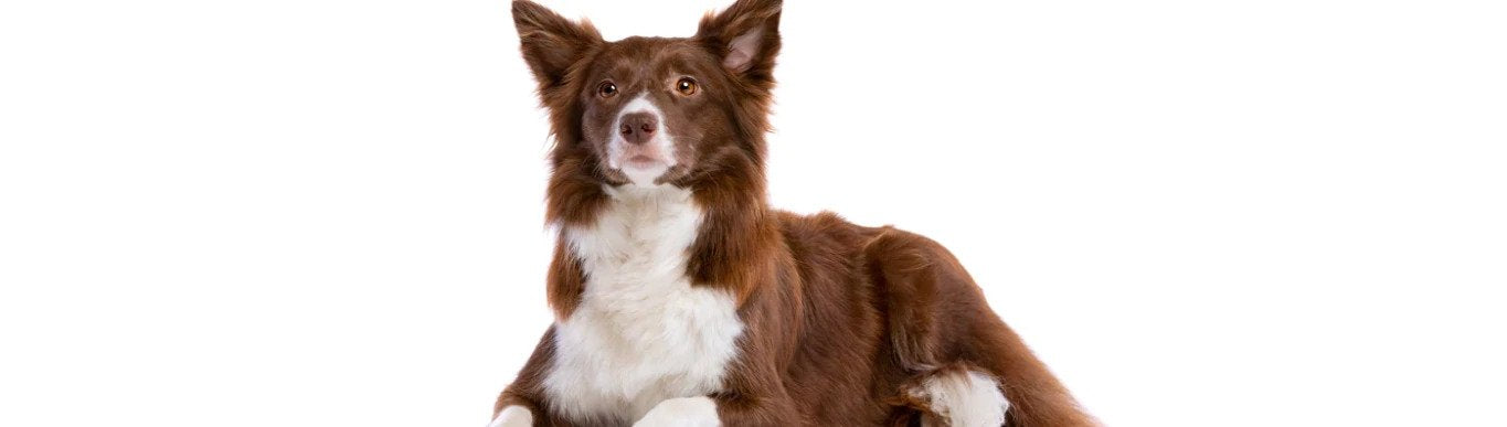 5 Common Dog Skin Problems
