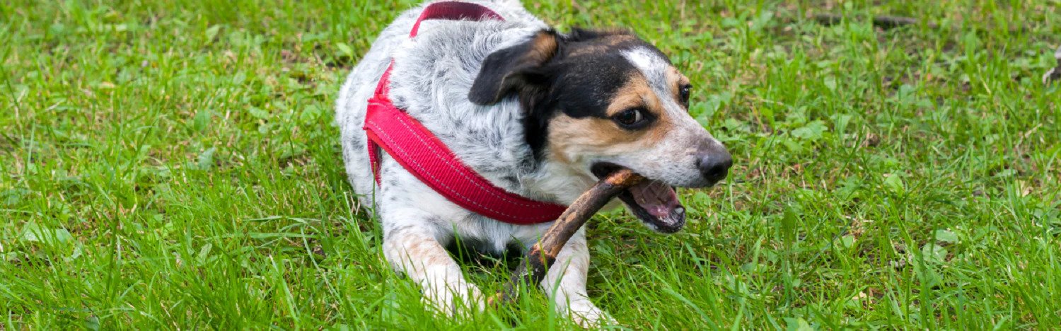 Pica in dogs