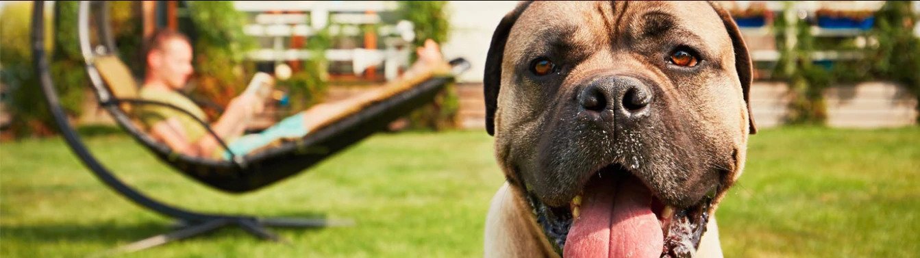 Dog Urinary Health: Dog UTI symptoms, Diabetes in Dogs