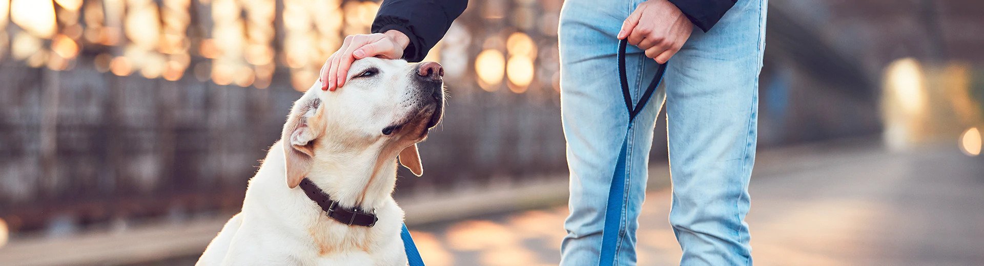 Signs of Immune System Problems in your Dog
