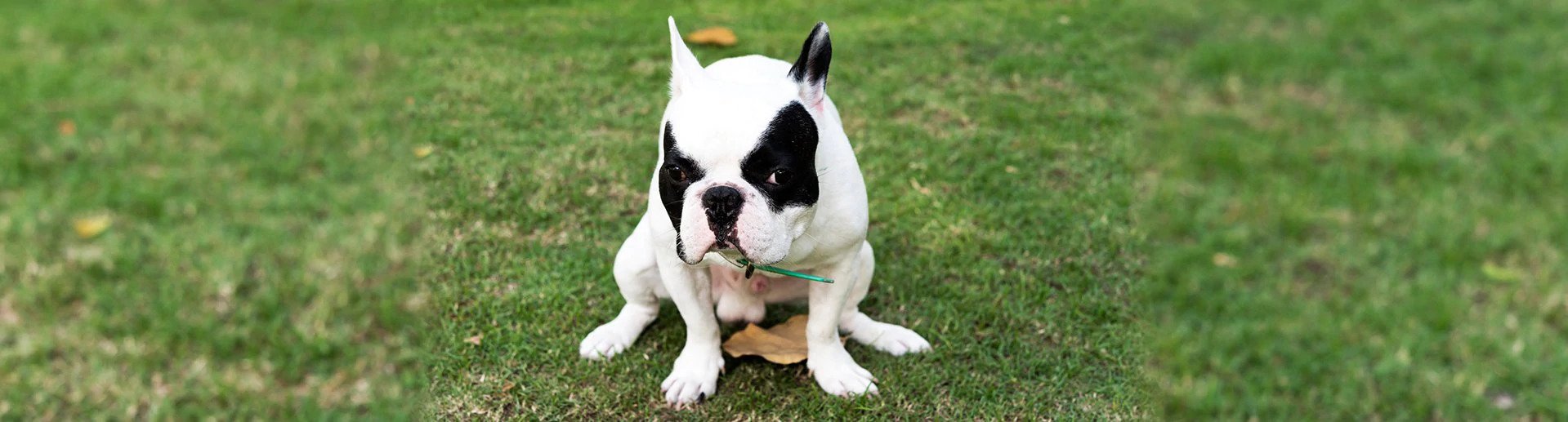 Lack of Bowel Control in Dogs