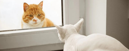 How Long Does a Cat Stay In Heat? How long do cats stay in heat?