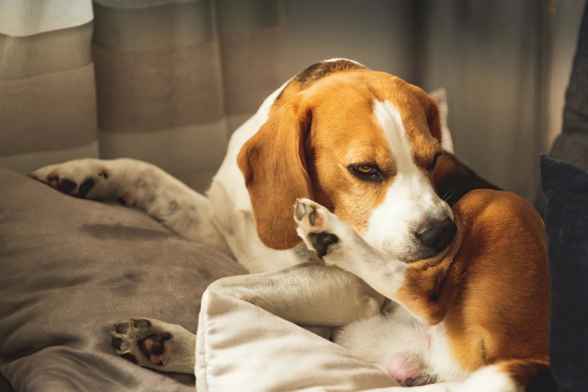 Ringworm in Dogs