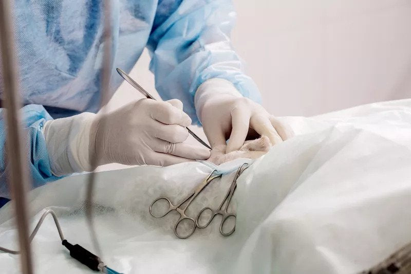 Male Dog Neutering - all you need to know