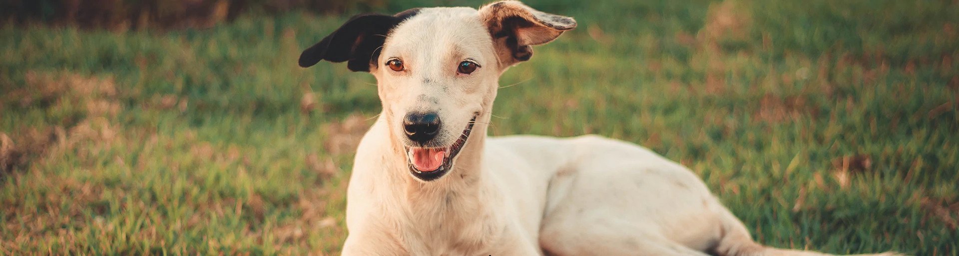 Kidney Failure in Dogs