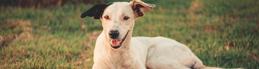 Kidney Failure in Dogs