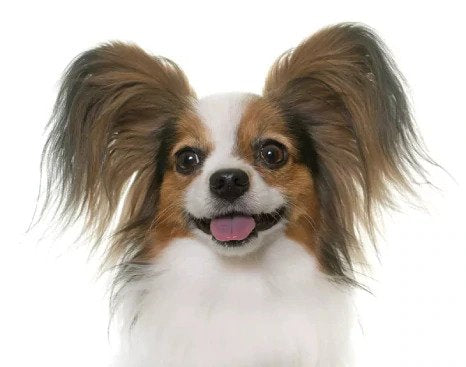 Dealing with a Bald Dog