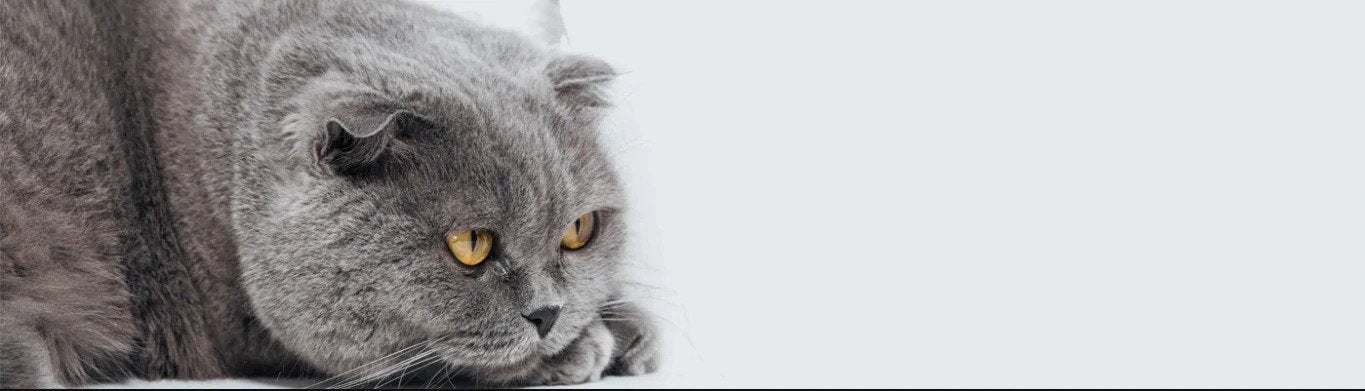 Cat Urinary Tract Problems and Infections