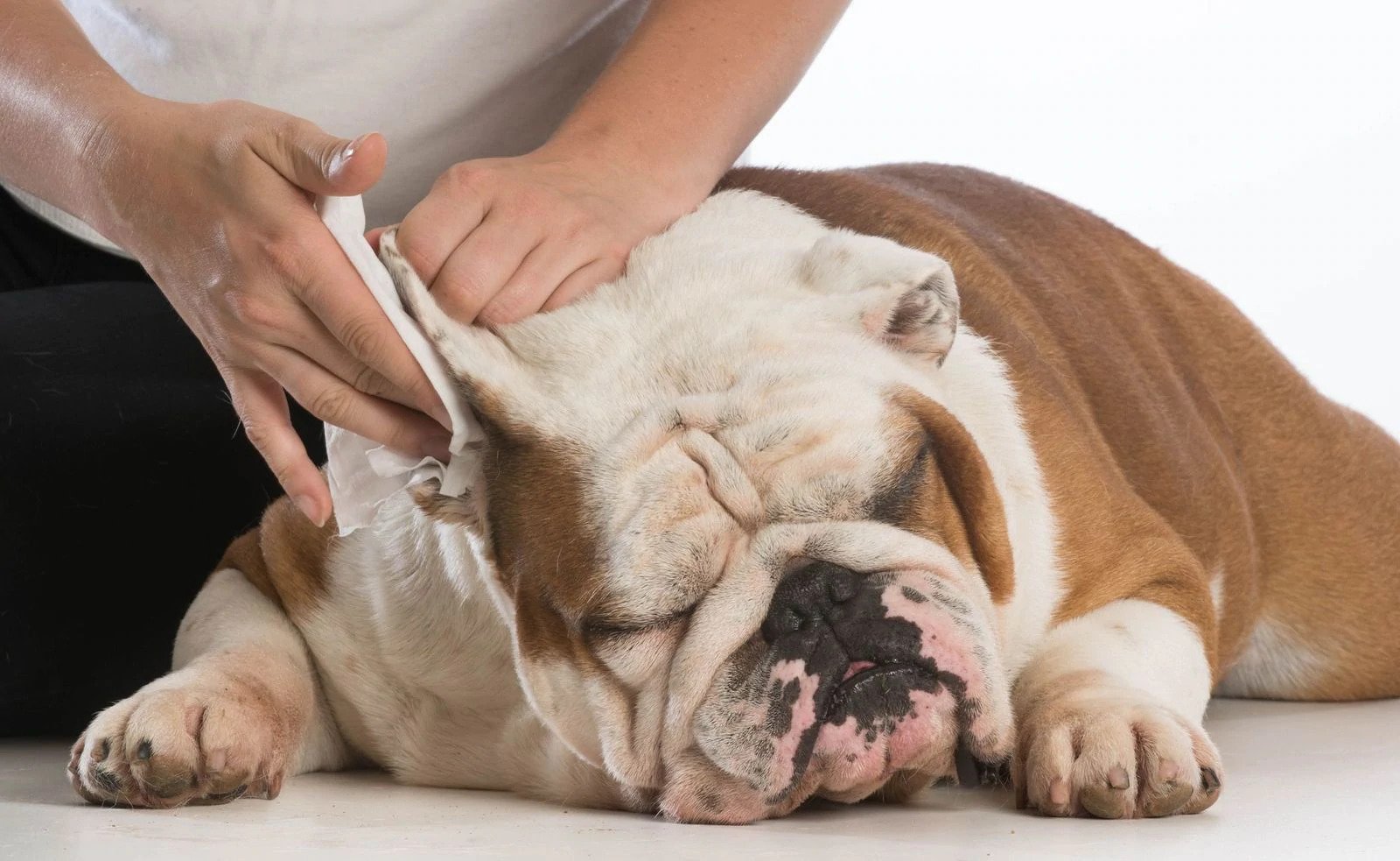 How to Discover, Treat, and Prevent Ear Mites in Dogs
