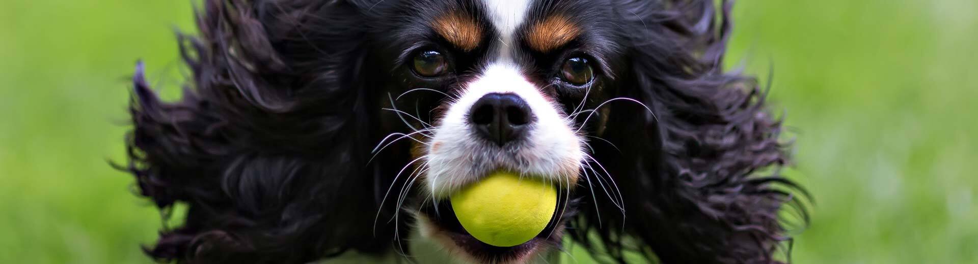 Dog Joint Health: Painful Joint Problems
