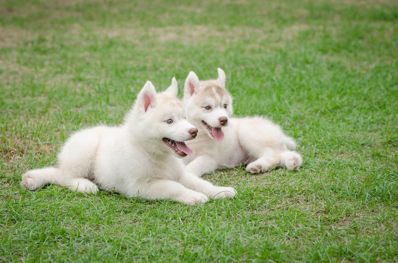 How Benadryl Works For Dogs