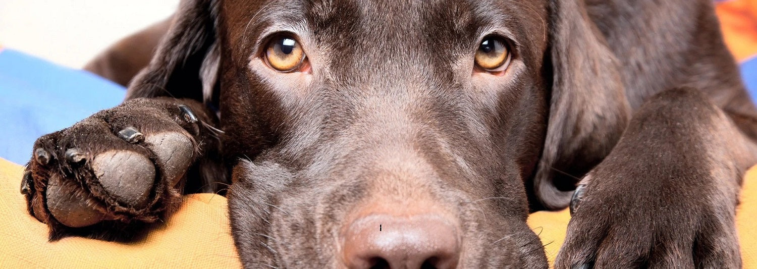 What to do when your dog is in heat, what to do when dog is in heat