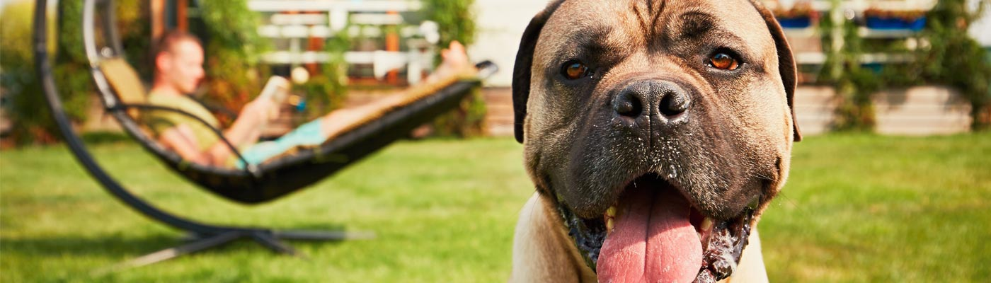 Keeping Your Pet's Gut Bacteria in Balance