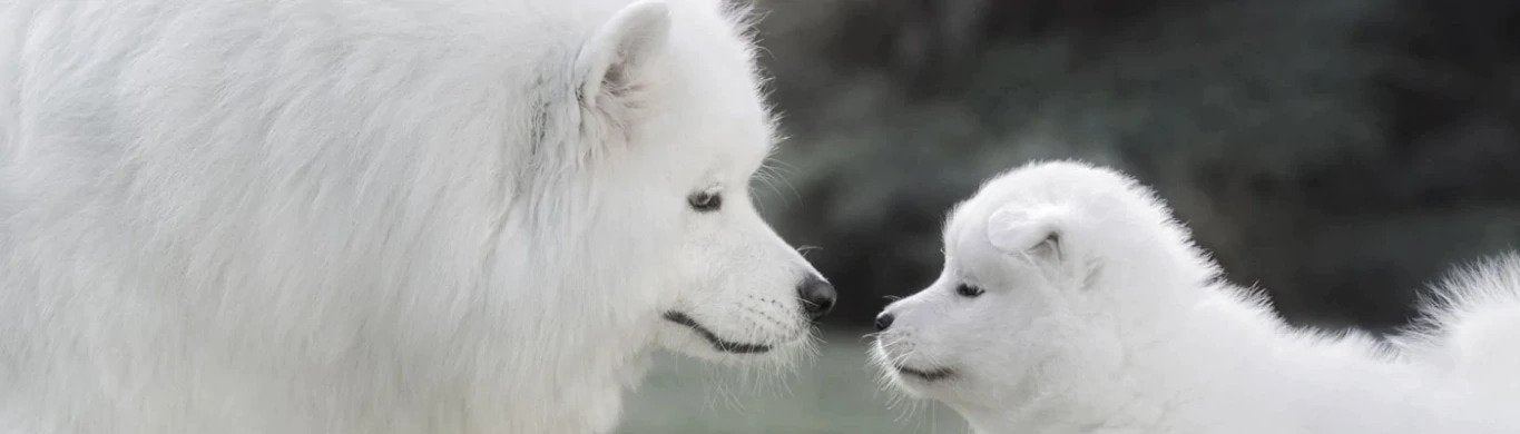 Why Breeding Your Dog on Her First Heat is Not OK