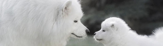 Why Breeding Your Dog on Her First Heat is Not OK