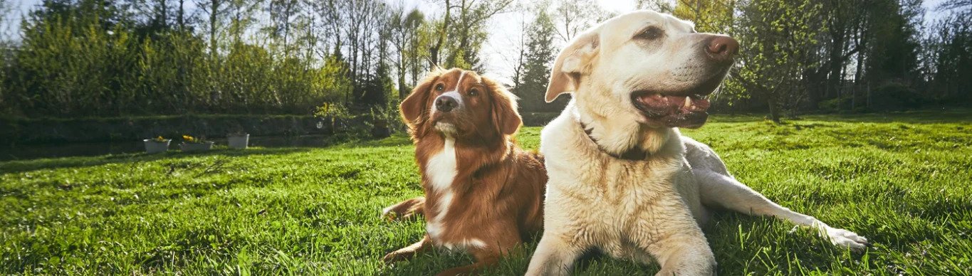 Top 5 Benefits of Turmeric for Dogs