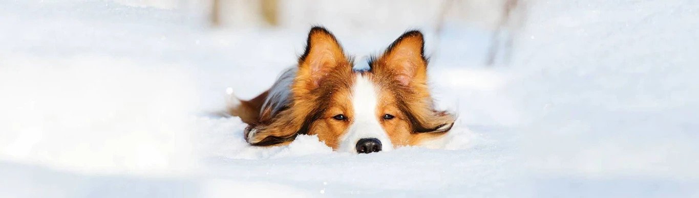 How to Winterize your Dog