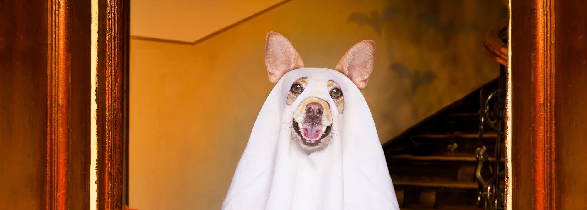 Tips & Tricks for Dog Halloween Costumes