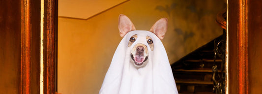 Tips & Tricks for Dog Halloween Costumes
