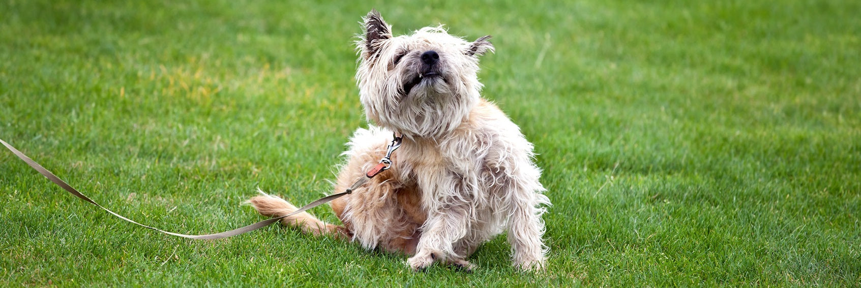 How to Treat Dog Hot Spots