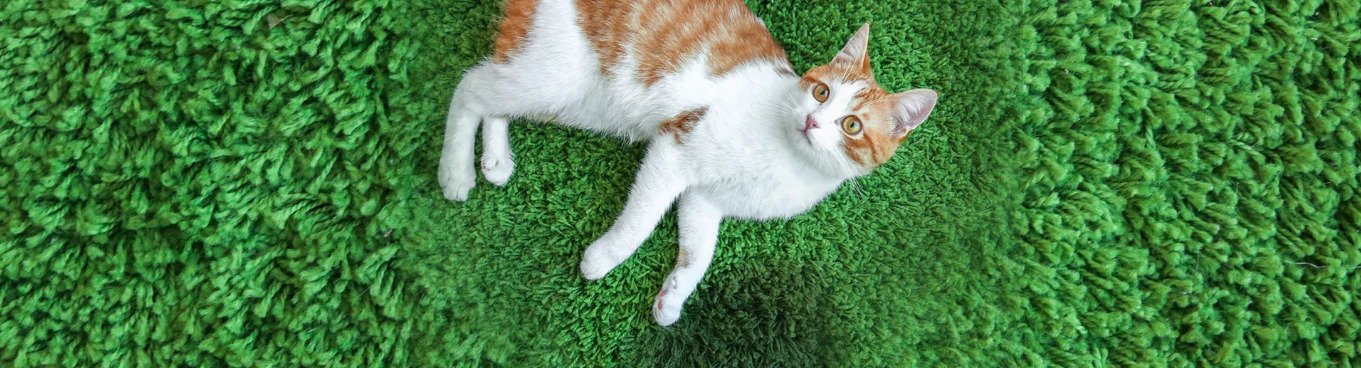 Why Inappropriate Peeing Happens Outside the Litter Box
