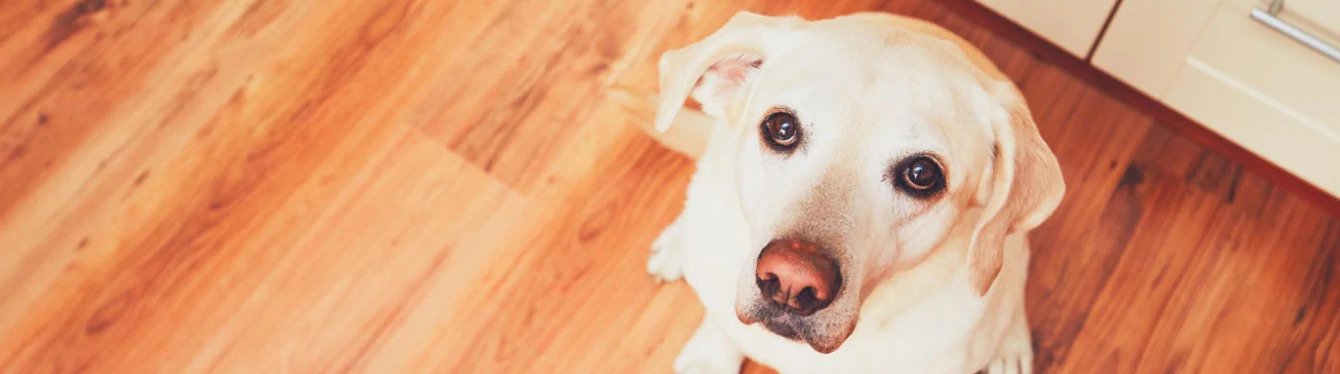 Cranberry and Your Pet's Urinary Health