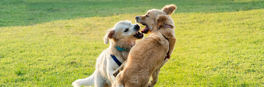 Dog Facts
