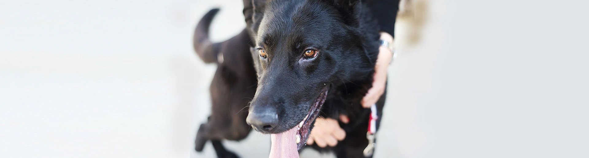 Relieving Joint Pain in Dogs