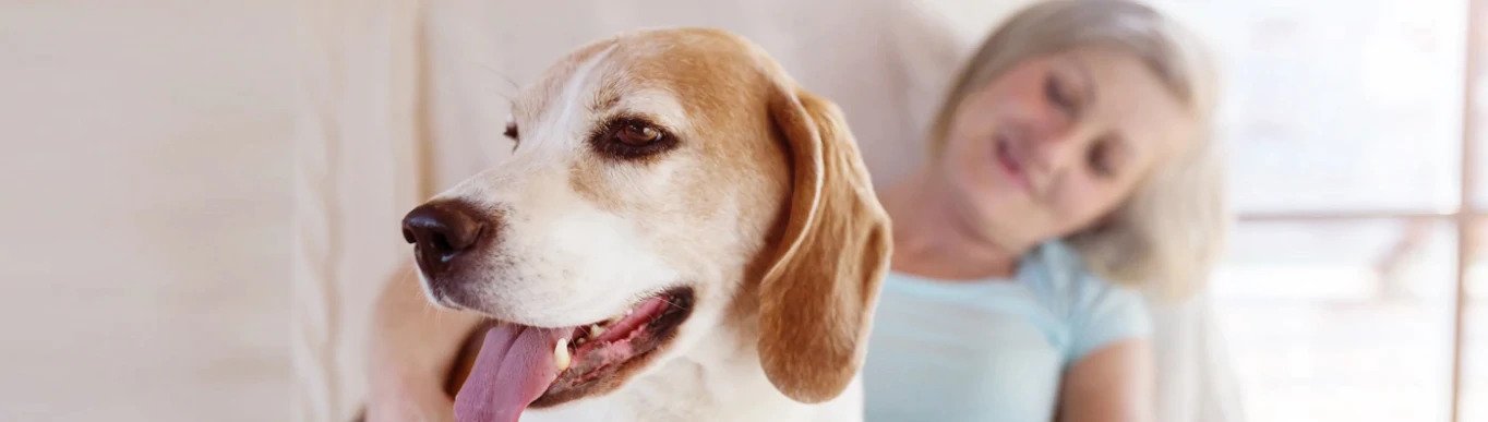Joint Supplements for Dogs: When Should You Give It and Why?