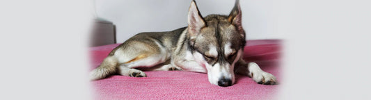 dog disease dm