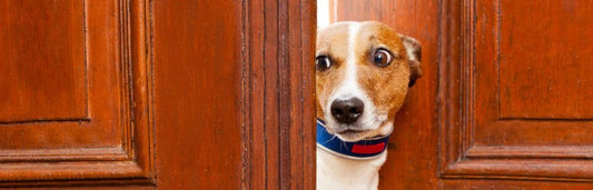 Dog Socialization, benefits of socializing your dog