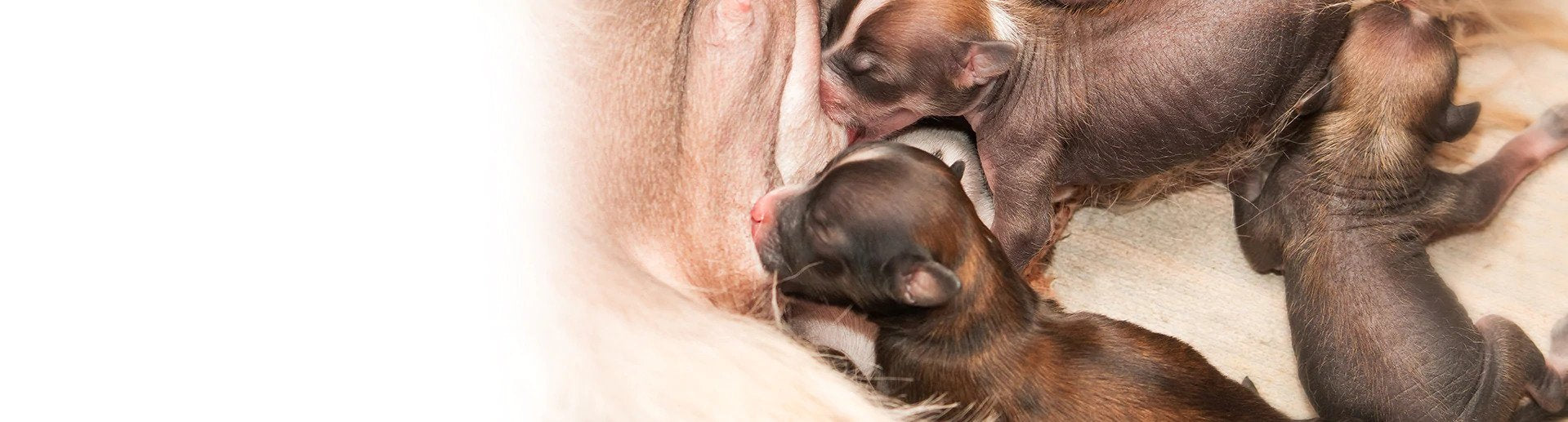 How to take care of newborn puppies