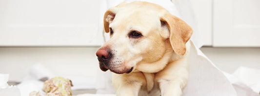 Top Symptoms of Separation Anxiety in Dogs