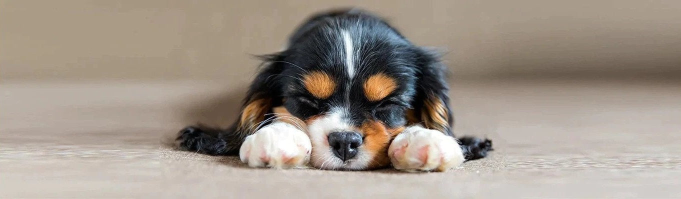 How to Determine an Unhealthy Dog