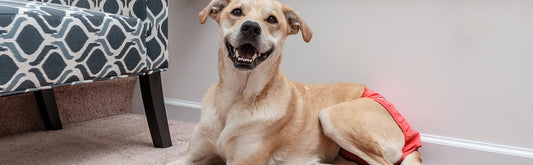 5 Tips to Pick the Right Diaper for Your Dog